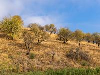 Mandelbaumhain an einem Berghang oberhalb Senhora da Ribeira